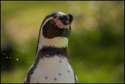20150409_Tierpark_Pinguin.jpg