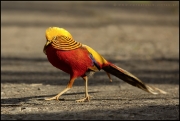 Zittau_Tierpark_Goldfasan.jpg