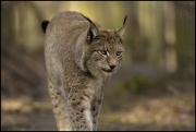 Zittau_Tierpark_Luchs.jpg